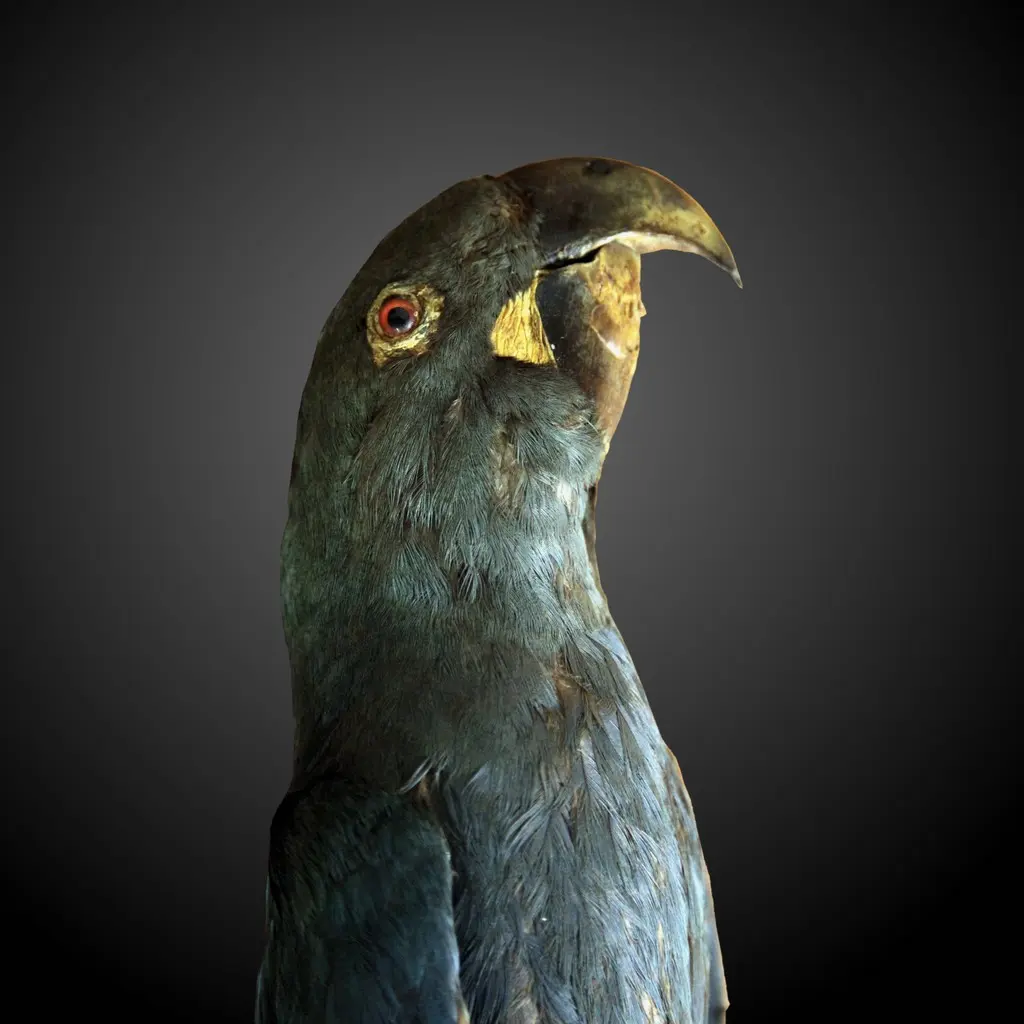 蓝绿金刚鹦鹉(Anodorhynchus glaucus)