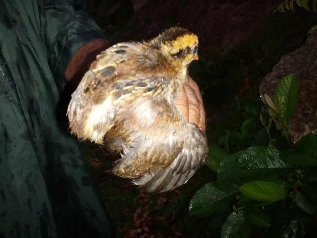 环颈山鹧鸪(Arborophila torqueola)