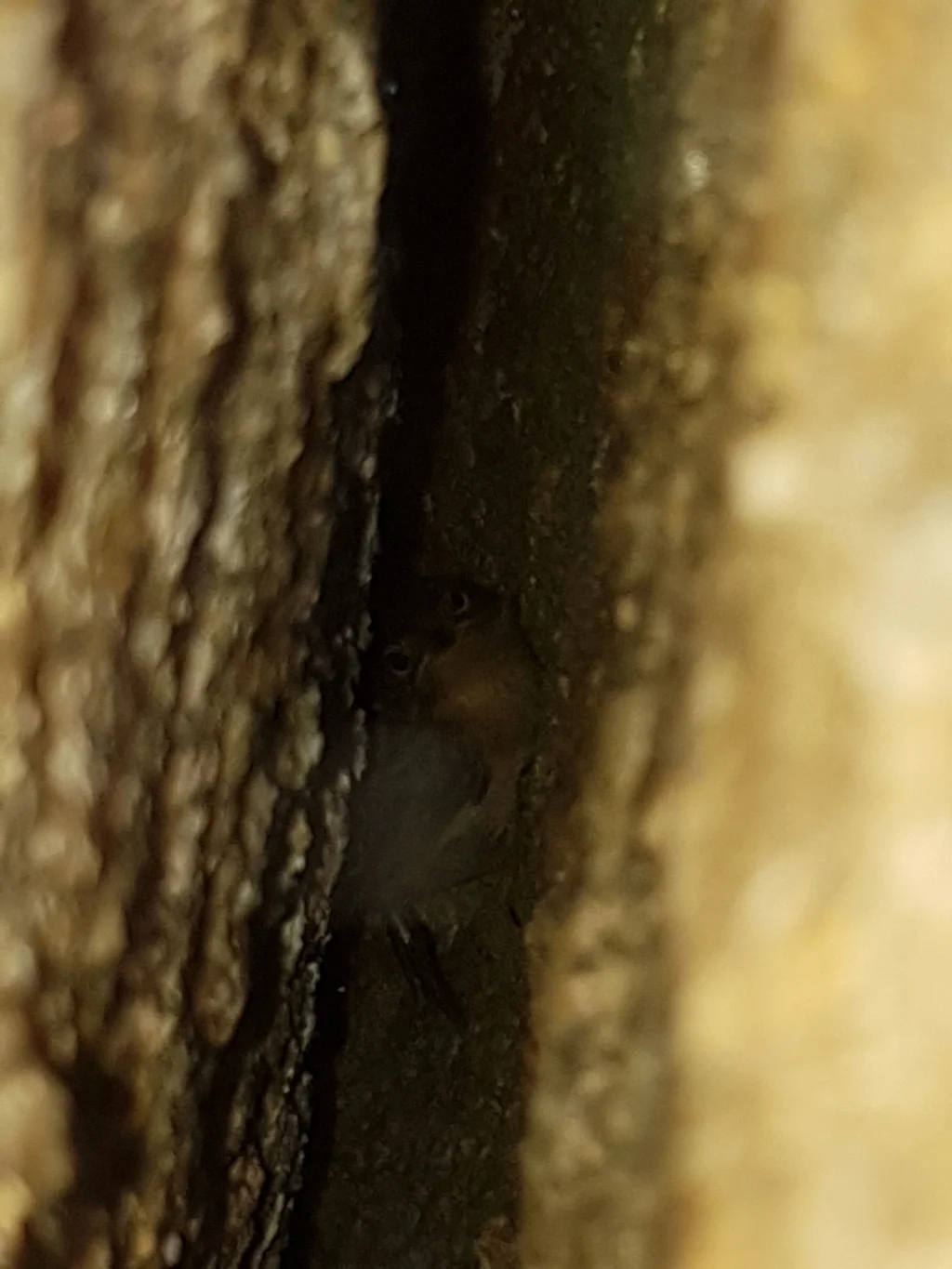 噪薮鸟(Atrichornis clamosus)