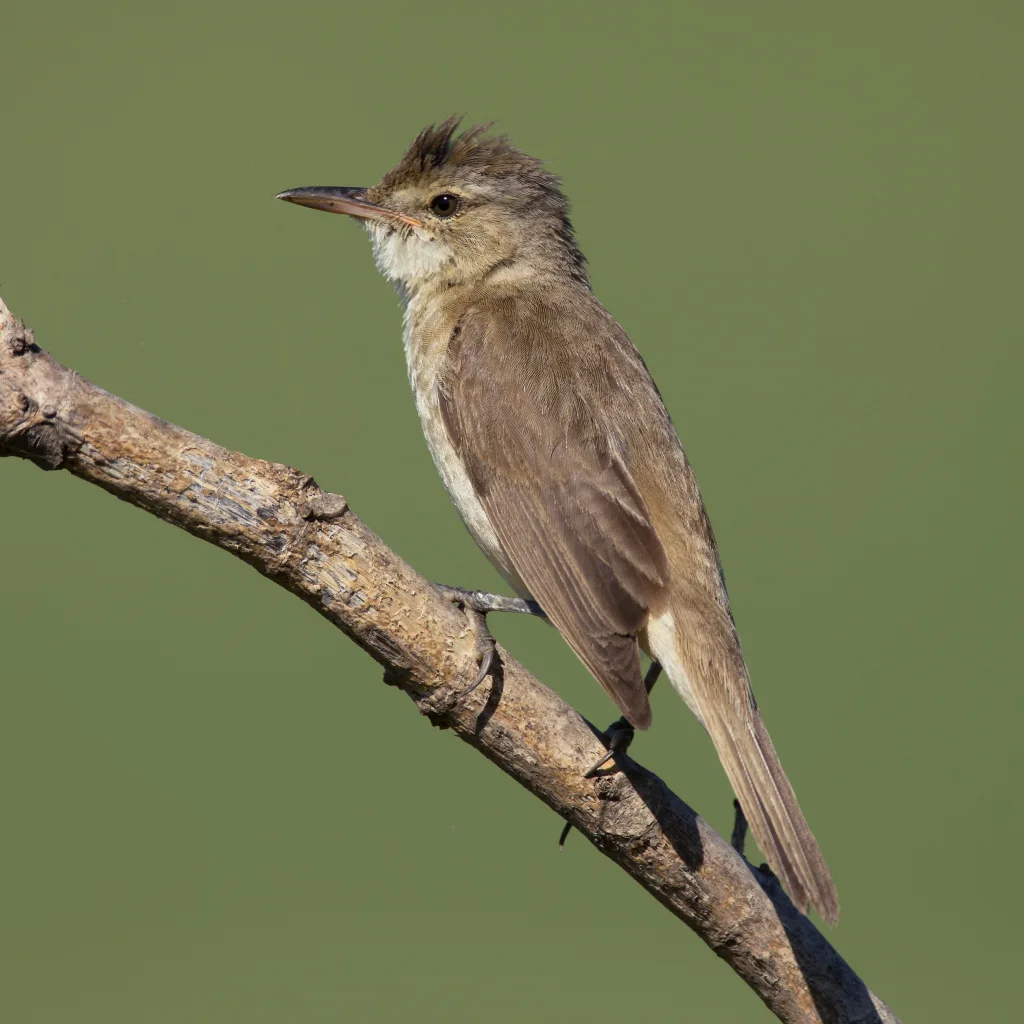 帕拉拾叶雀(Automolus paraensis)