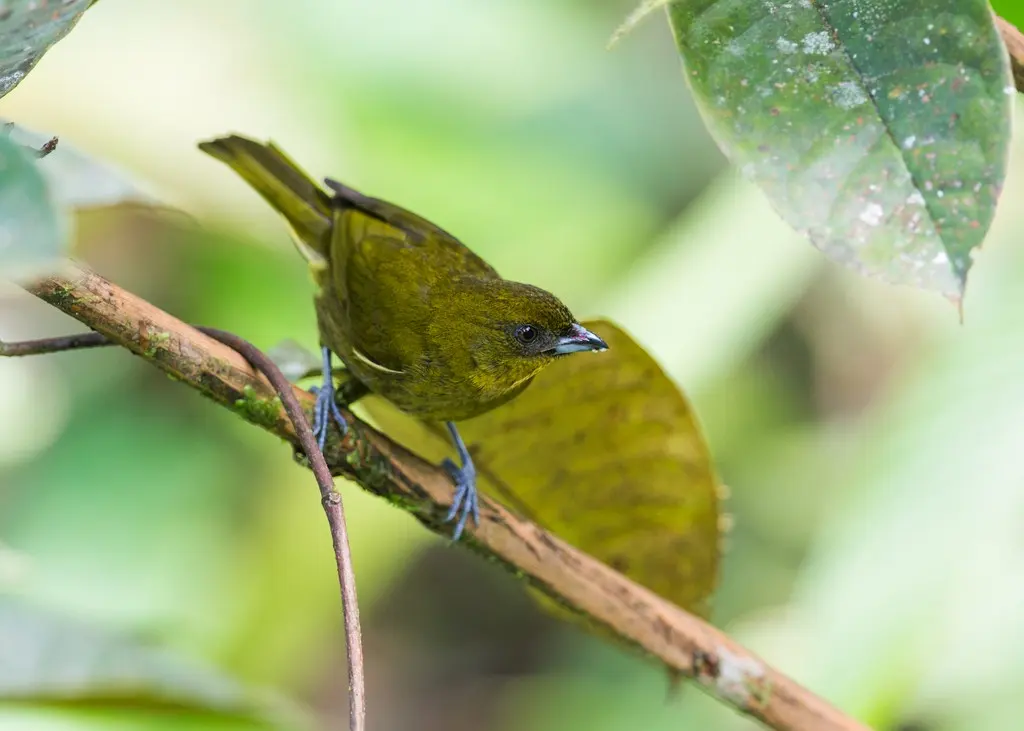 黄绿灌丛唐纳雀(Bangsia flavovirens)