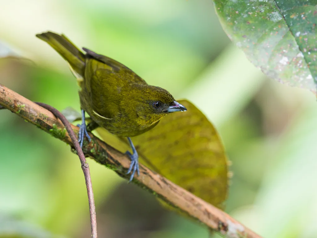 黄绿灌丛唐纳雀(Bangsia flavovirens)