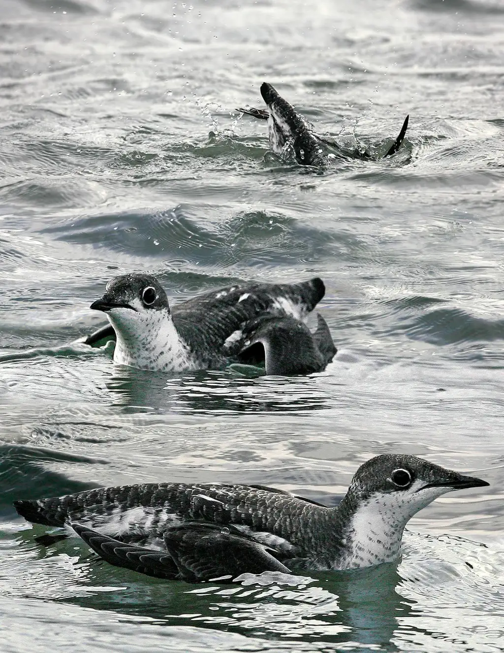 长嘴斑海雀(Brachyramphus perdix)