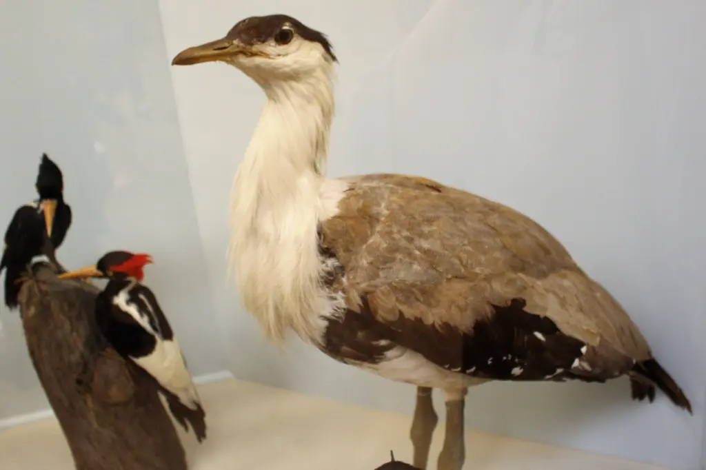象牙嘴啄木鸟(Campephilus principalis)