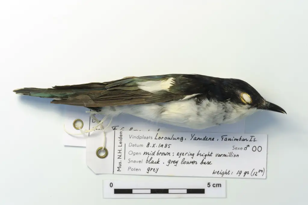 斑翅金鹃(Chalcites crassirostris)