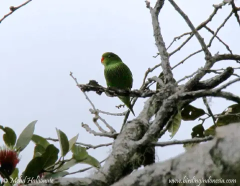 威氏鹦鹉