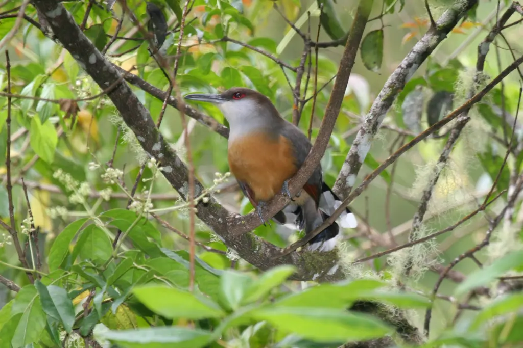 牙买加蜥鹃(Coccyzus vetula)