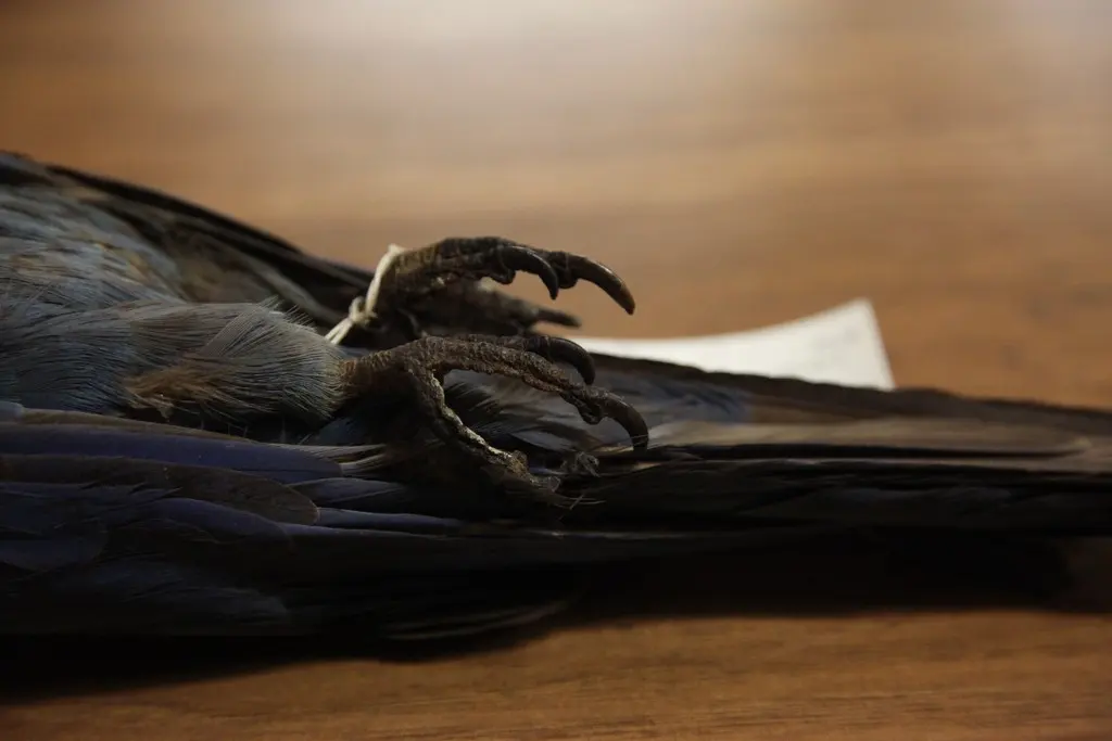 小蓝金刚鹦鹉(Cyanopsitta spixii)