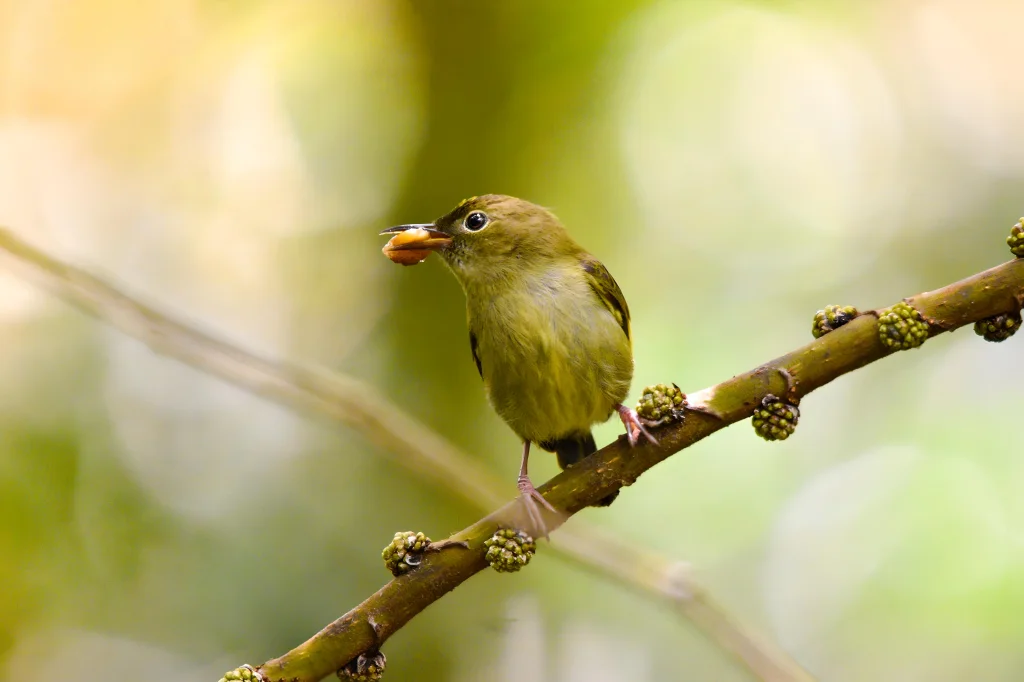 小啄花鸟(Dicaeum pygmaeum)