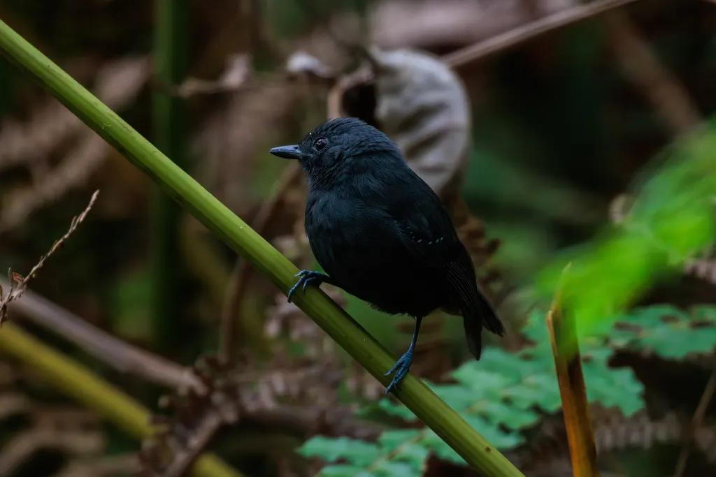 铅色蚁鵙(Dysithamnus plumbeus)