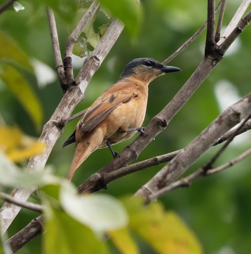 帮盖鹃鵙(Edolisoma pelingi)