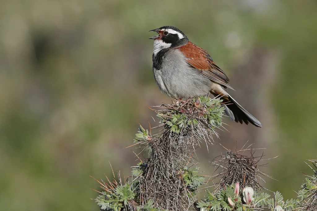 藏鹀（Emberiza koslowi）