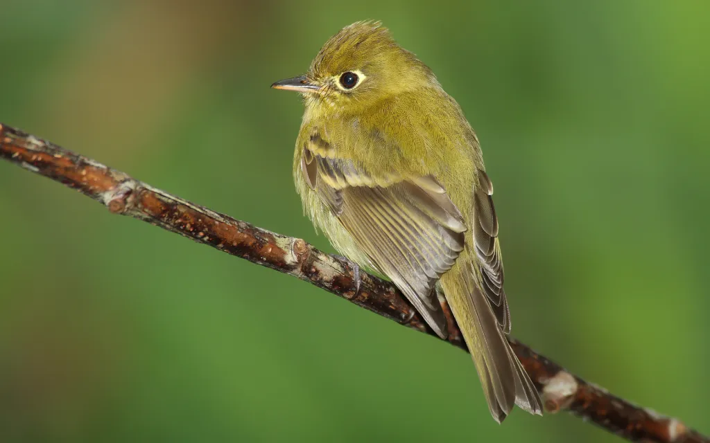 黄红鹟(Erythrocercus holochlorus)