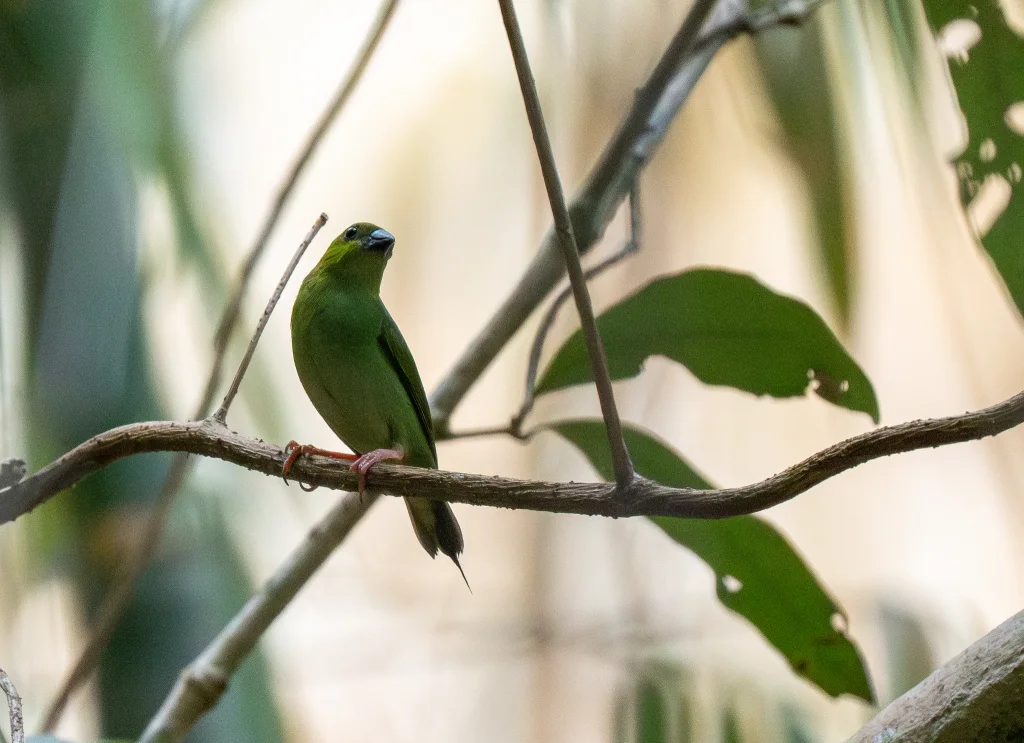 绿脸鹦雀(Erythrura viridifacies)