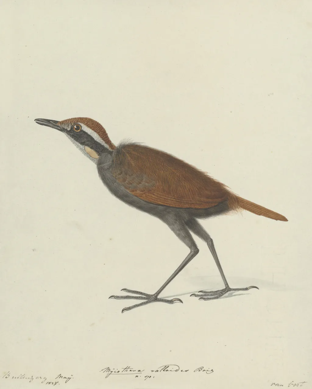 白眉长颈鸫(Eupetes macrocerus)