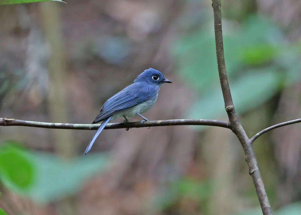 仙蓝王鹟(Eutrichomyias rowleyi)