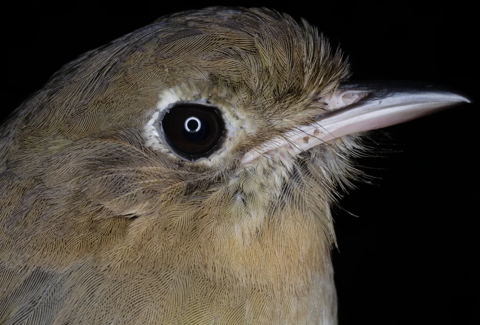 佩里蚁鸫(Grallaria saltuensis)