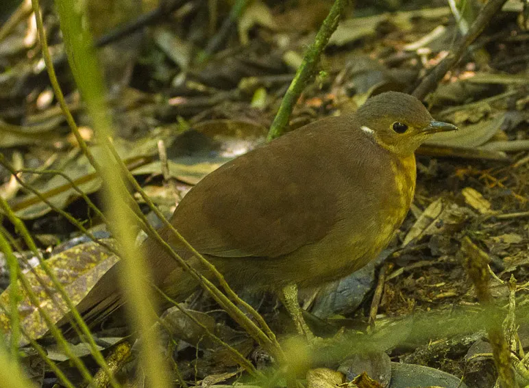 褐拟鹑(Mesitornis unicolor)