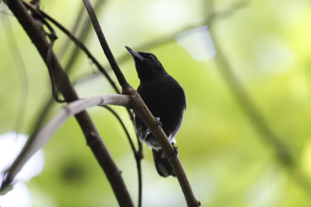 特鲁克鹟(Metabolus rugensis)