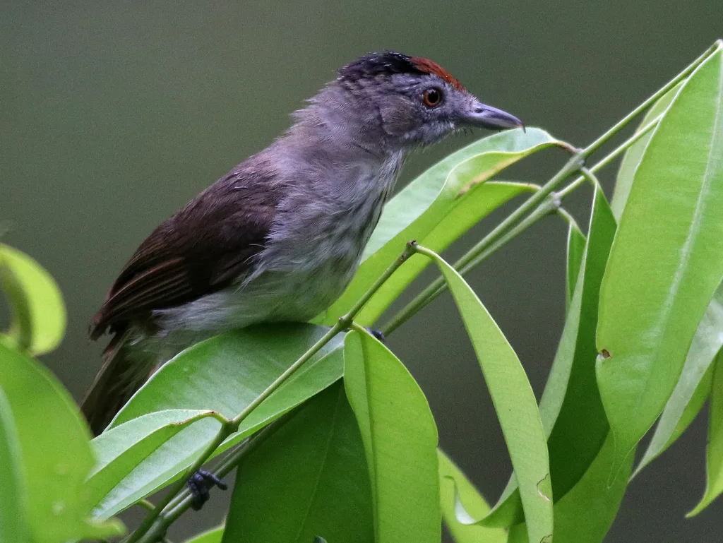 宝兴鹛雀(Moupinia poecilotis)