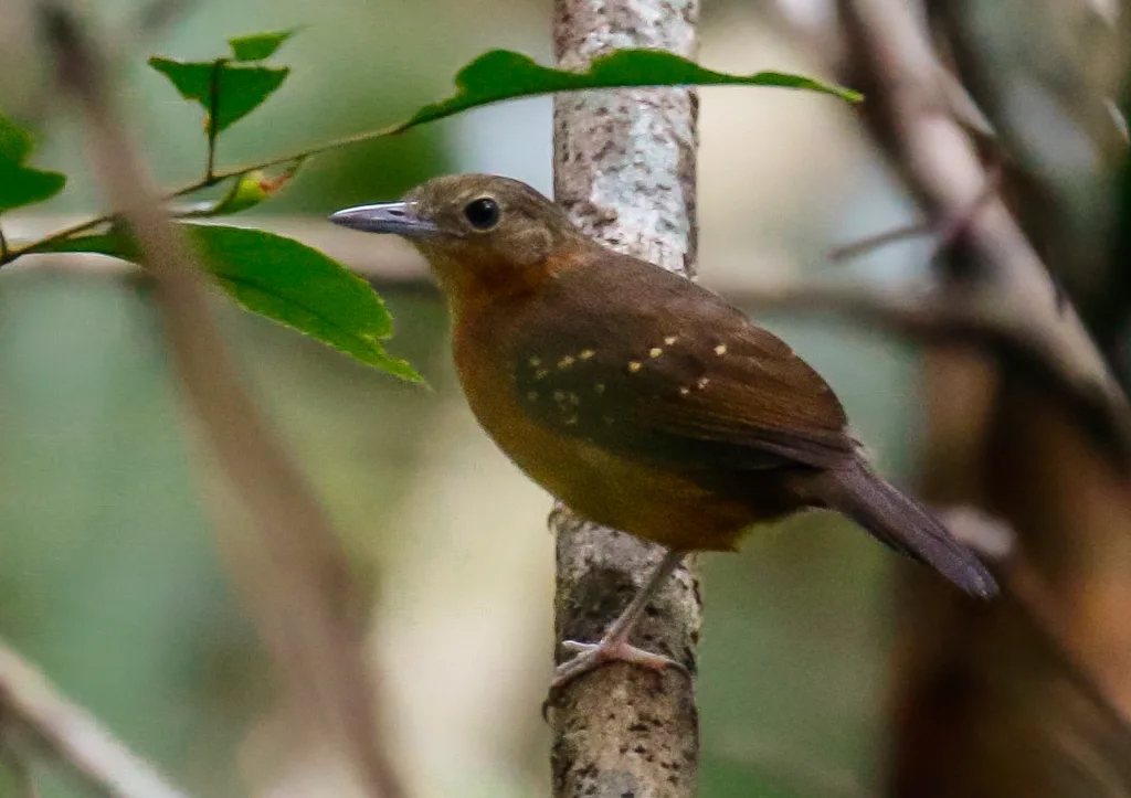 乌迈塔蚁鸟(Myrmelastes humaythae)