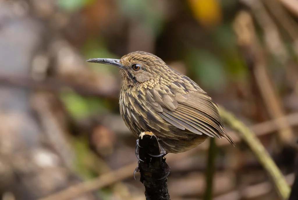 长嘴鹩鹛(Napothera malacoptila)