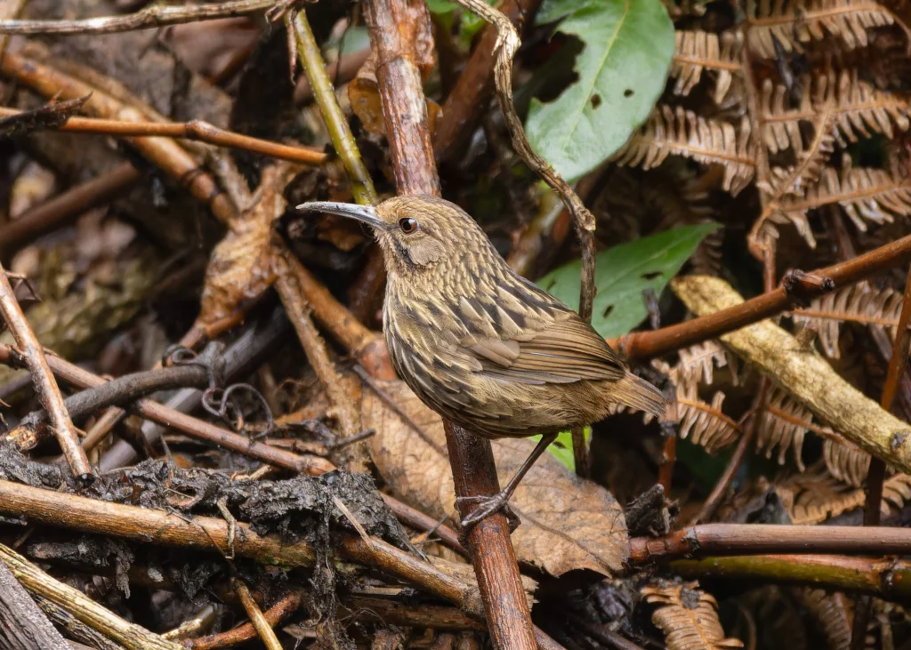 长嘴鹩鹛(Napothera malacoptila)