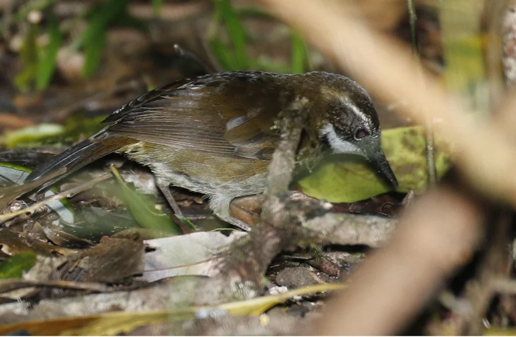 蕨鹩刺莺(Oreoscopus gutturalis)