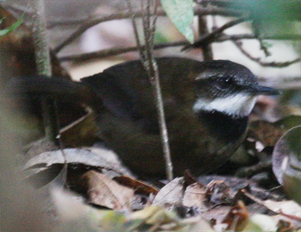 蕨鹩刺莺(Oreoscopus gutturalis)
