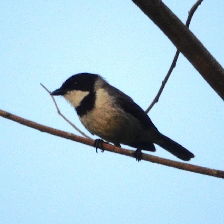 印尼啸鹟(Pachycephala arctitorquis)