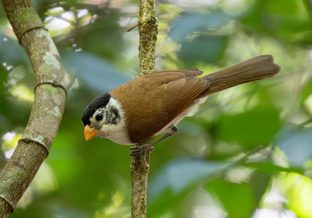 黑头鸦雀(Paradoxornis margaritae)
