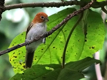 白胸鸦雀(Paradoxornis ruficeps)