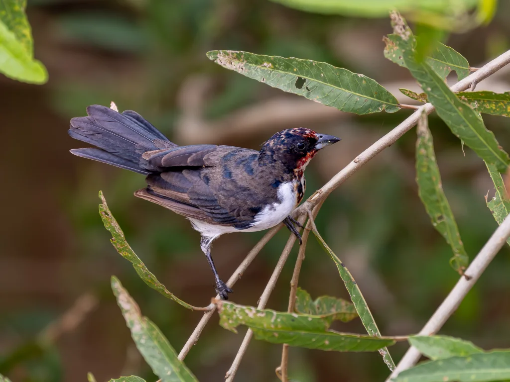 猩额蜡嘴鹀(Paroaria baeri)