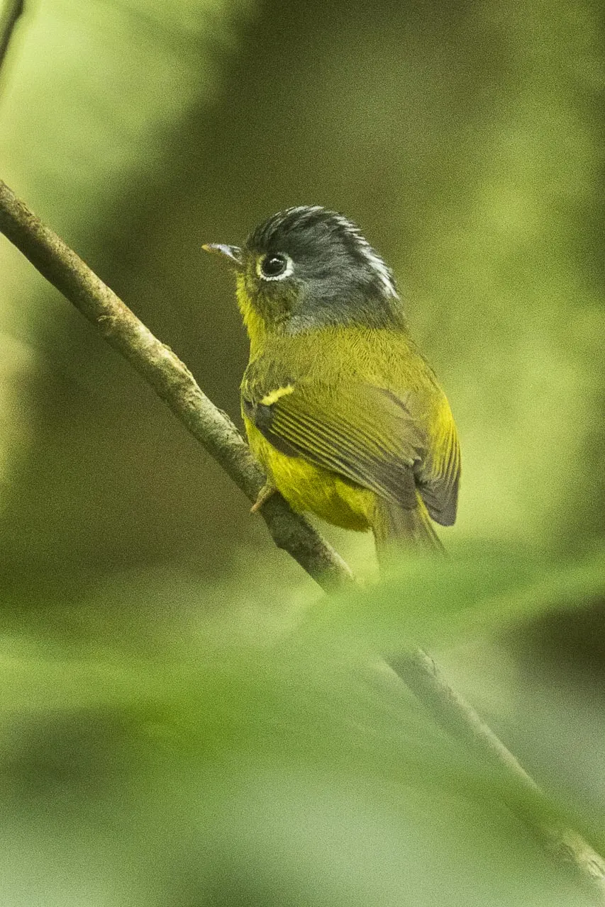 白眶鹟莺（Phylloscopus intermedius）