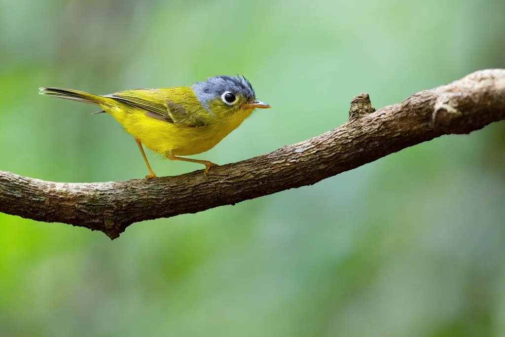 灰脸鹟莺(Phylloscopus poliogenys)