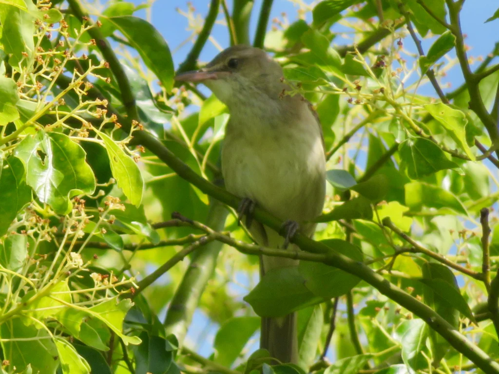 日本柳莺(Phylloscopus xanthodryas)