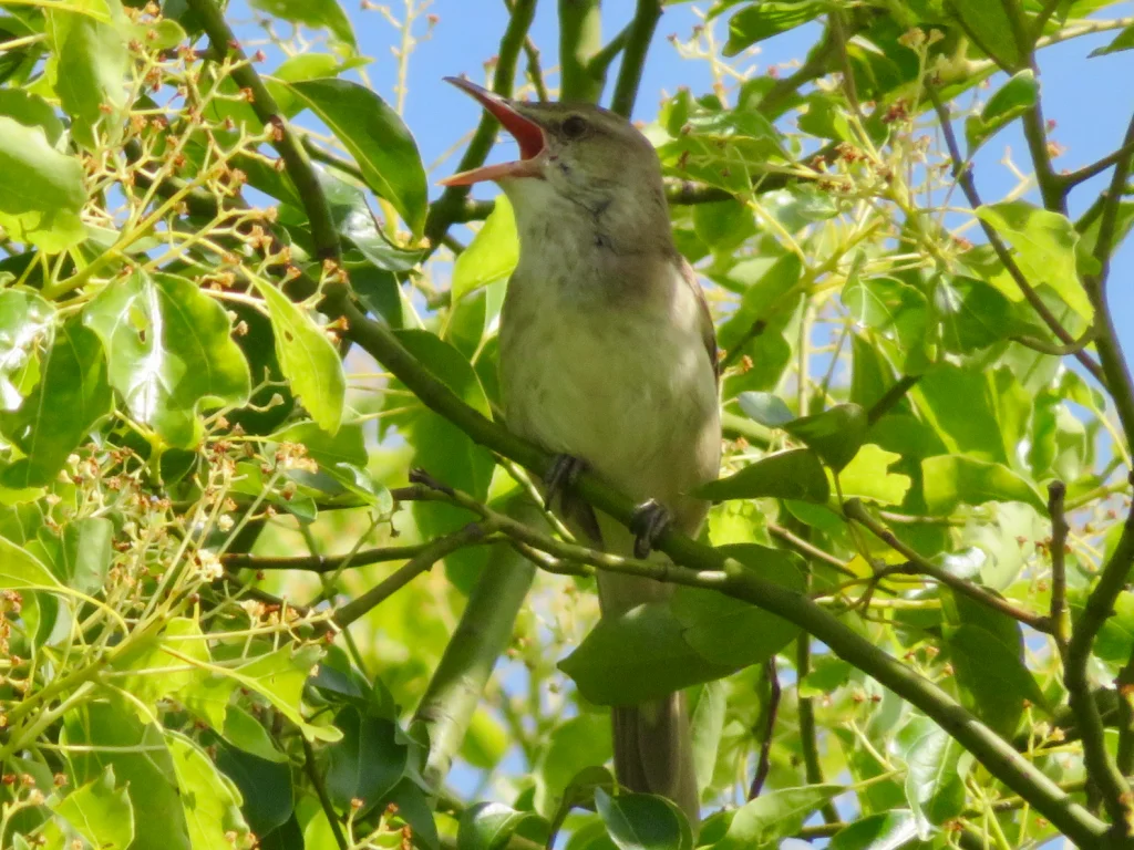日本柳莺(Phylloscopus xanthodryas)