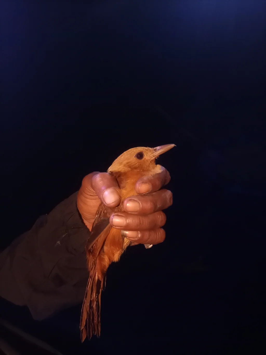 杂色林鵙鹟(Pitohui kirhocephalus)