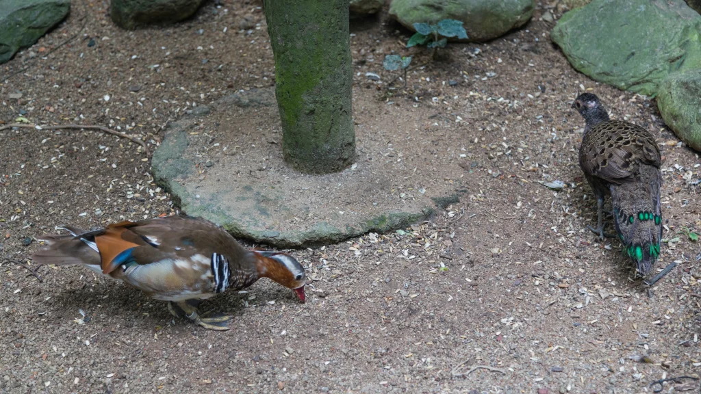凤冠孔雀雉(Polyplectron malacense)
