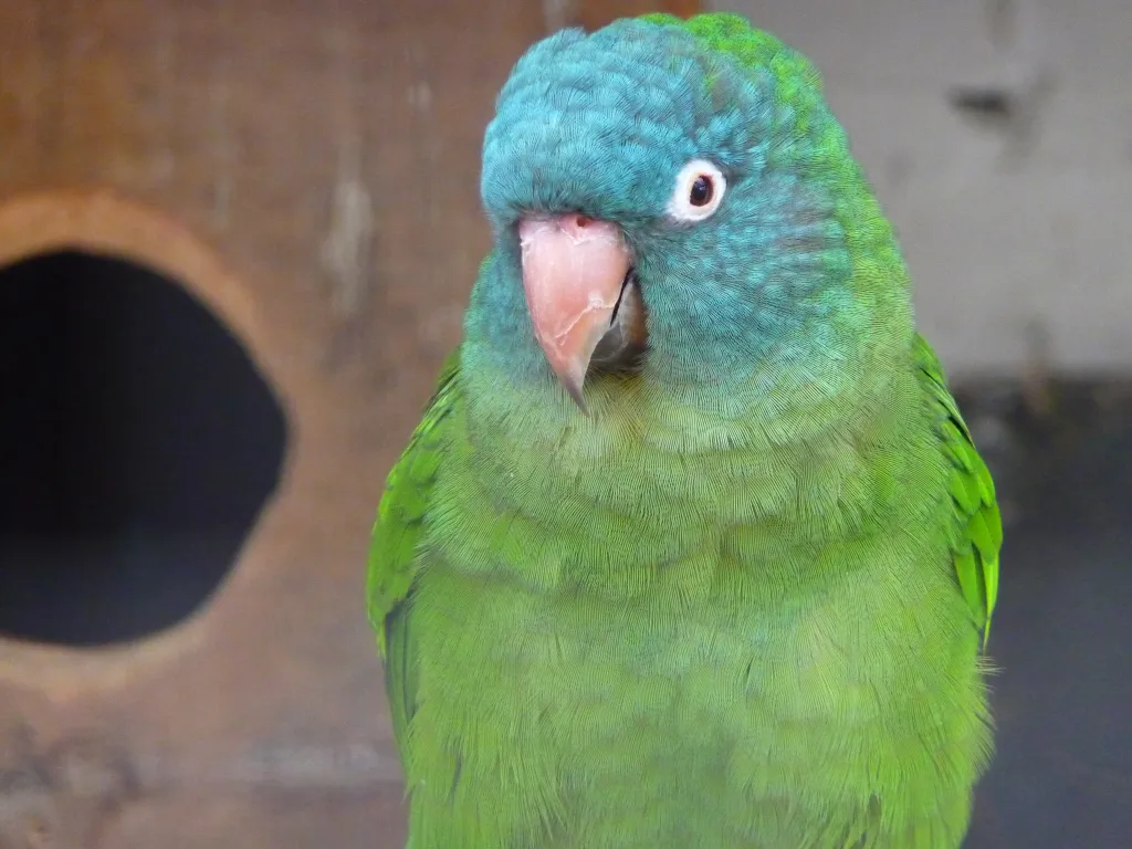 蓝冠扇尾鹦鹉(Prioniturus discurus)