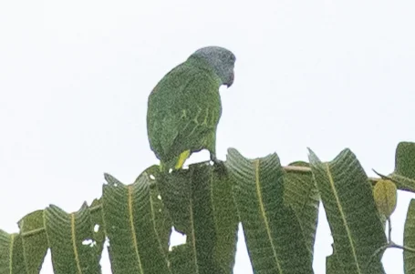 锡米卢鹦鹉(Psittinus abbotti)