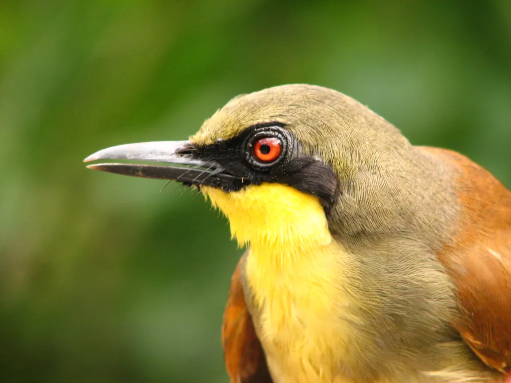 棕臀噪鹛(Pterorhinus gularis)