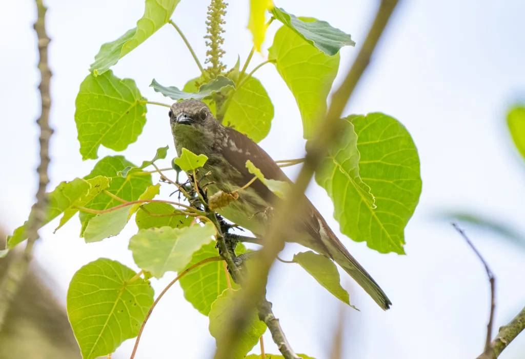 米岛旋木雀(Rhabdornis rabori)
