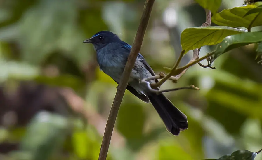 北方蓝扇尾鹟（Rhipidura samarensis）