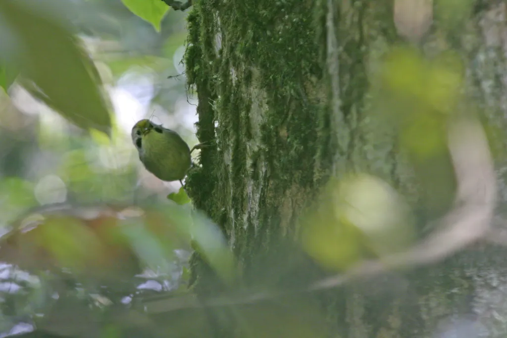 金额雀鹛（Schoeniparus variegaticeps）