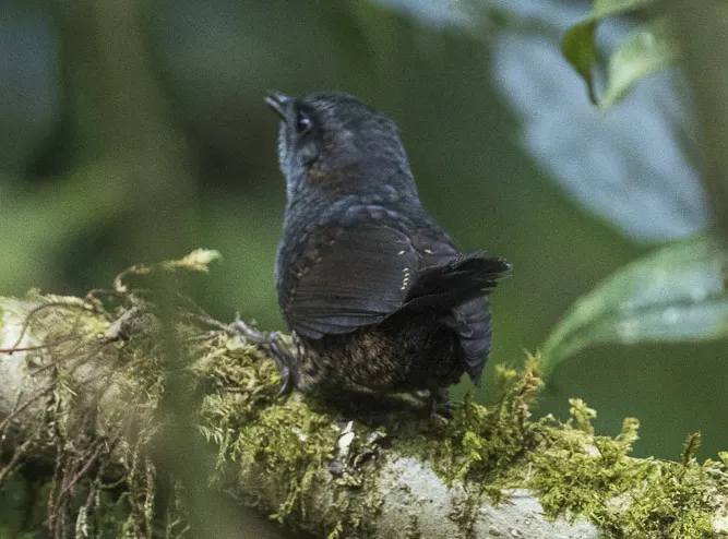 银额窜鸟(Scytalopus argentifrons)