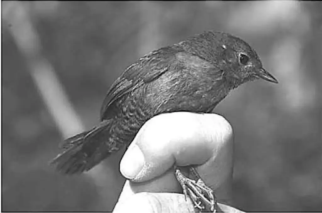 灰腹岩窜鸟(Scytalopus diamantinensis)