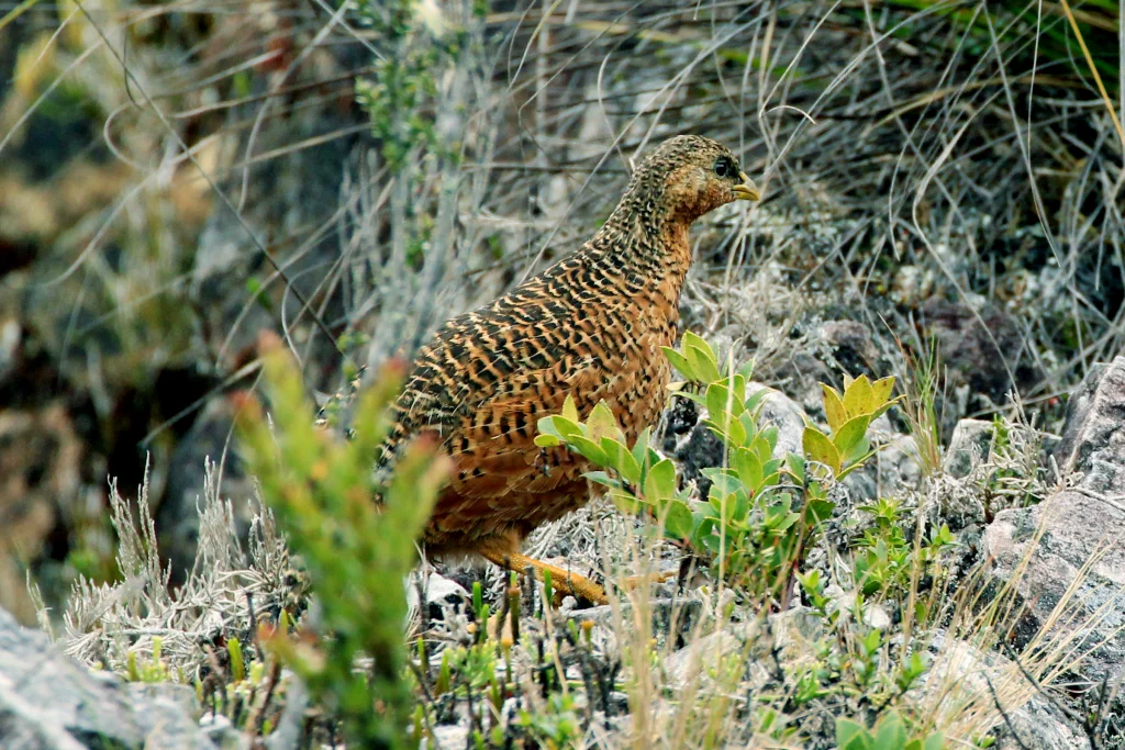 雪山鹑(Synoicus monorthonyx)