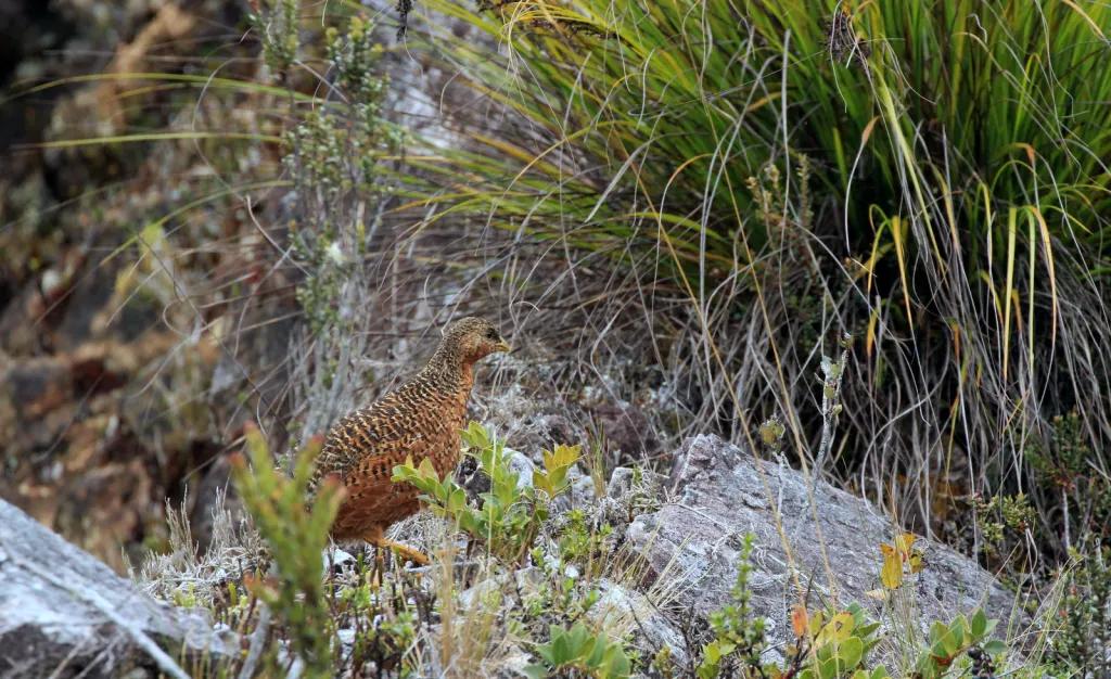 雪山鹑(Synoicus monorthonyx)