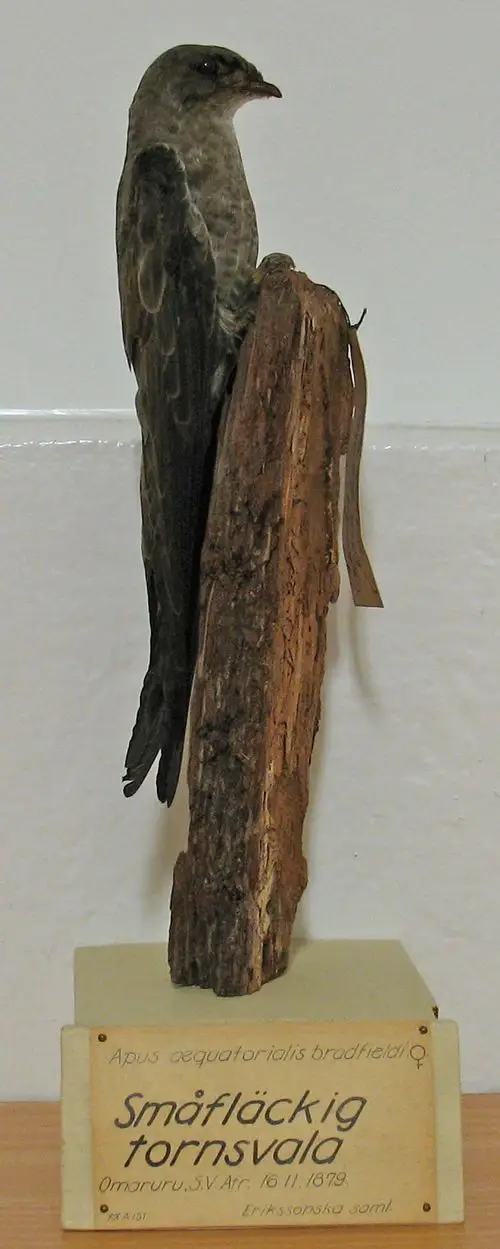 杂斑雨燕（Tachymarptis aequatorialis）